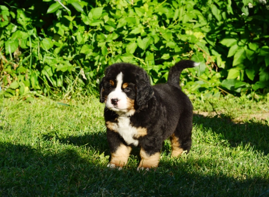 7 weeks