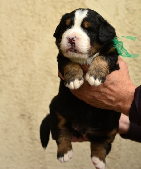 m green 3 weeks