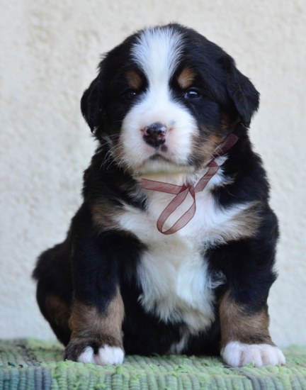 4 weeks 2