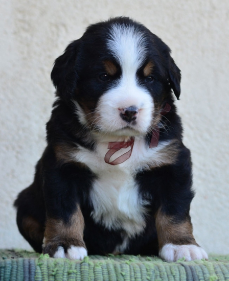 4 weeks 3