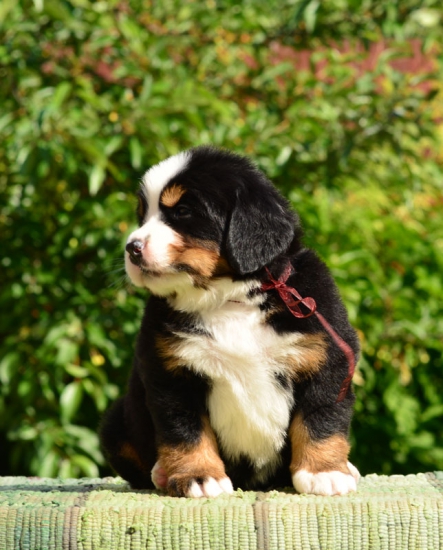 5 weeks 1