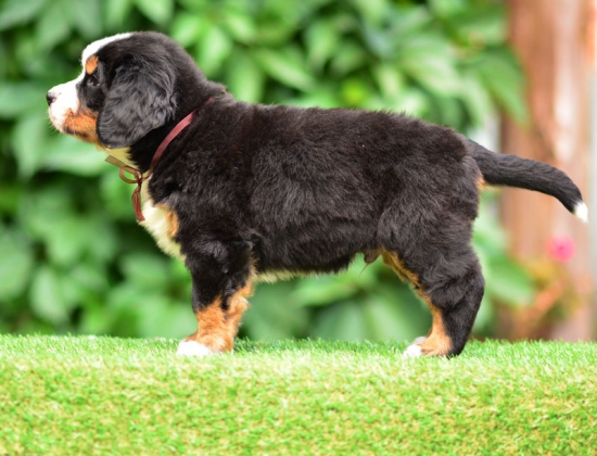 6 weeks 