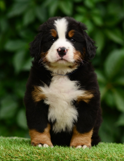 6 weeks 