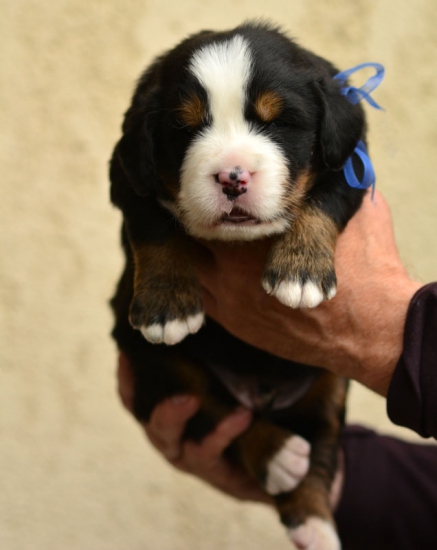 m blue 3 weeks