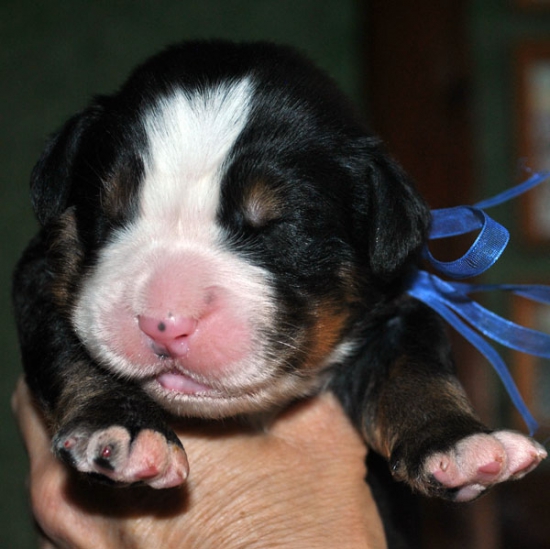 m blue 7 days