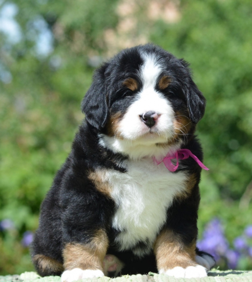 5 weeks 5