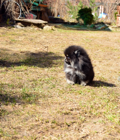 8 weeks