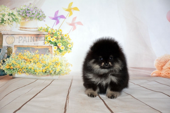 diva 7 weeks 1