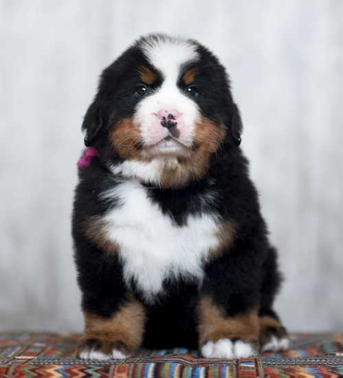 6 weeks 4