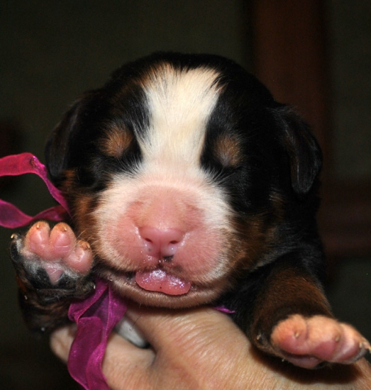 m violet 1 week