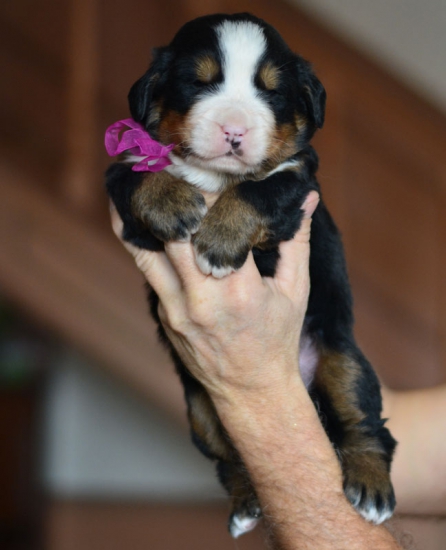 m violet 3 weeks 