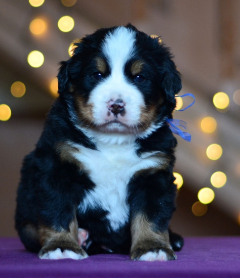 4 weeks 2