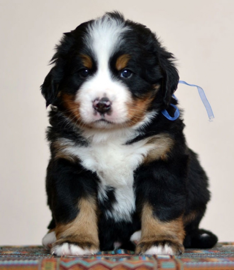 5 weeks 1