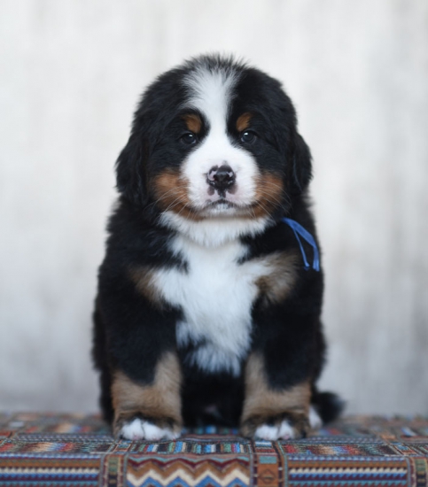 6 weeks 2