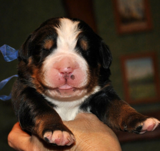 m blue 1 week