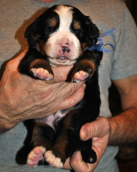 m blue 2 weeks