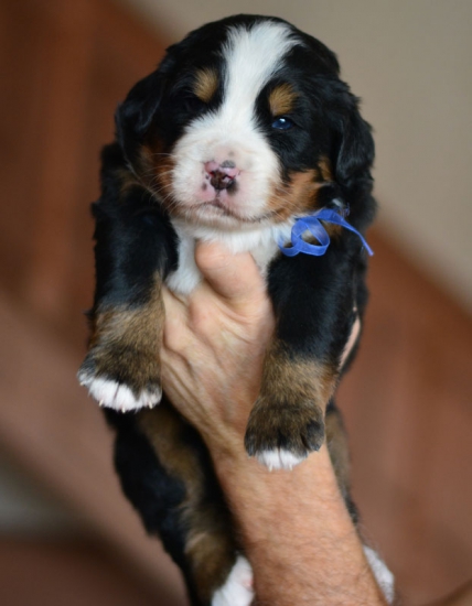 m blue 3 weeks 3