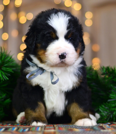 4 weeks