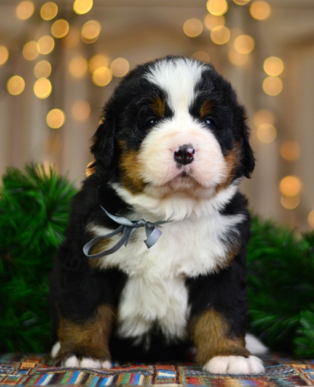 4 weeks 2