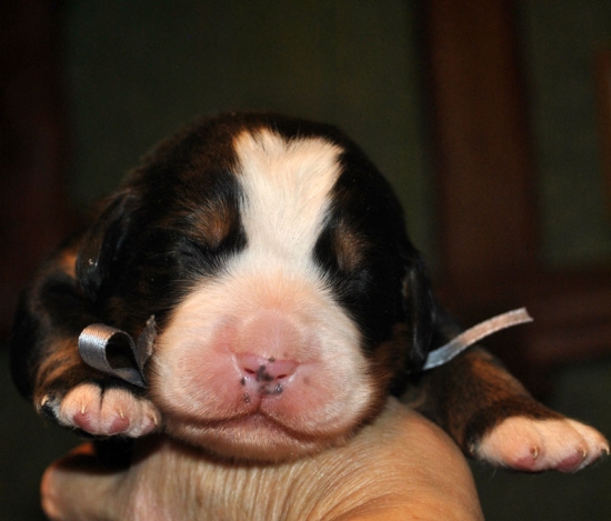 m gray 1 week
