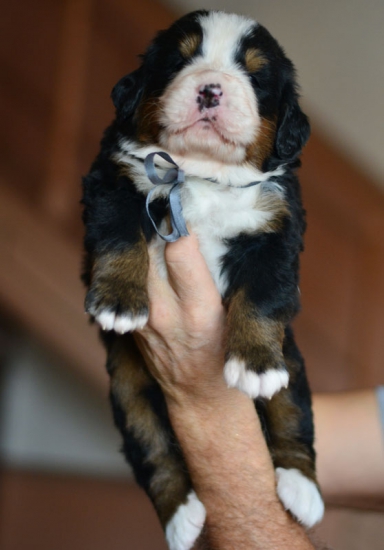 m gray 3 weeks