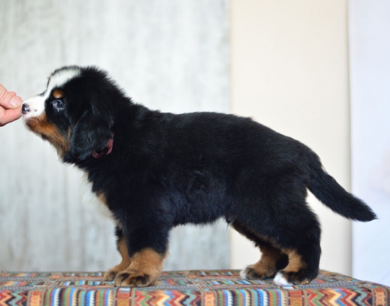8 weeks 1