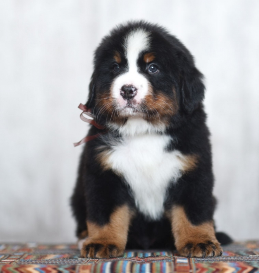 8 weeks 2