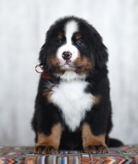 8 weeks 4