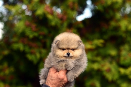 5 weeks 2