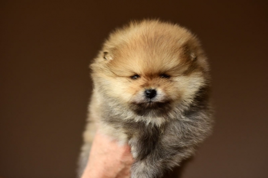 5 weeks 