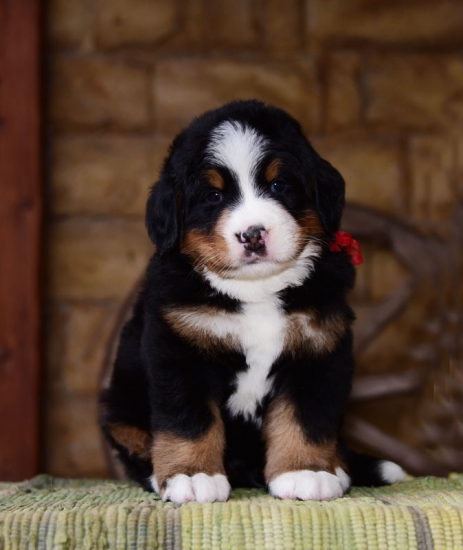 m red 5 weeks1 