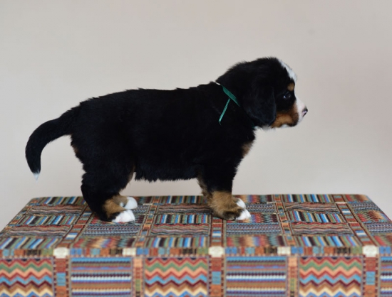 5 weeks 1