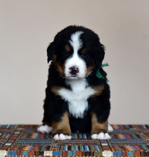 5 weeks 3