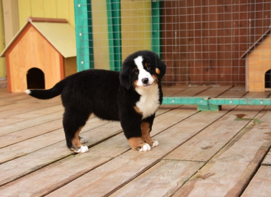 10 weeks 1