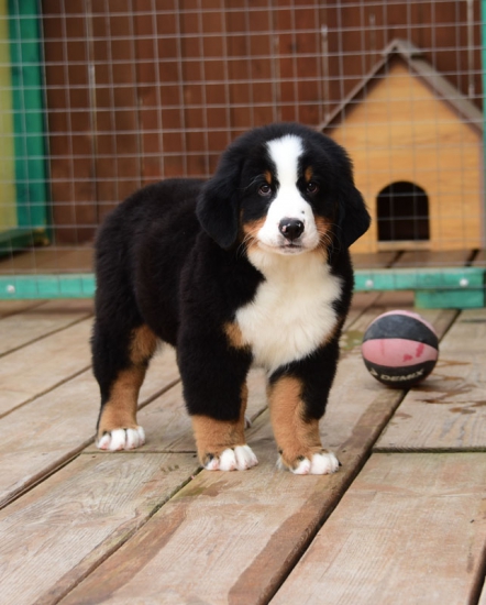 10 weeks 11
