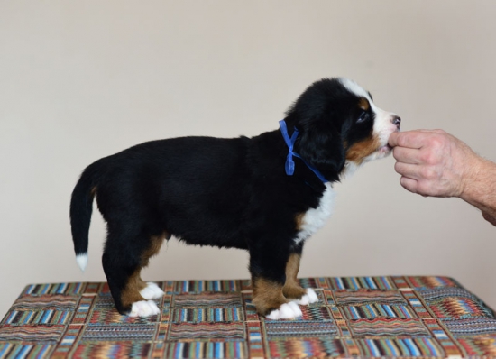 5 weeks 1