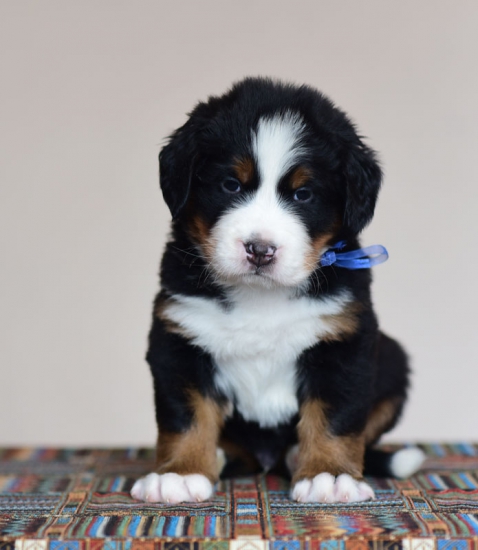 5 weeks 4