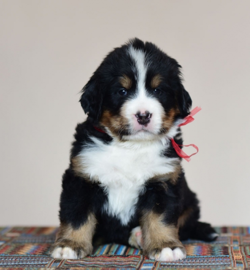5 weeks 