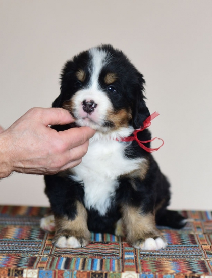5 weeks 1