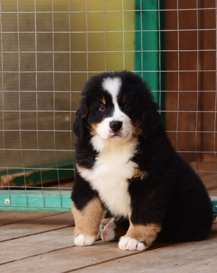 9 weeks 4