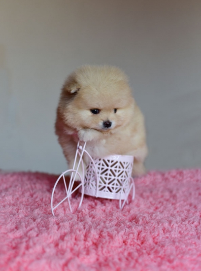 5 weeks 2