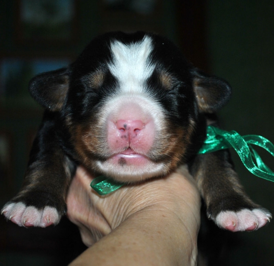 m green 1 week