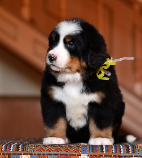 5 weeks