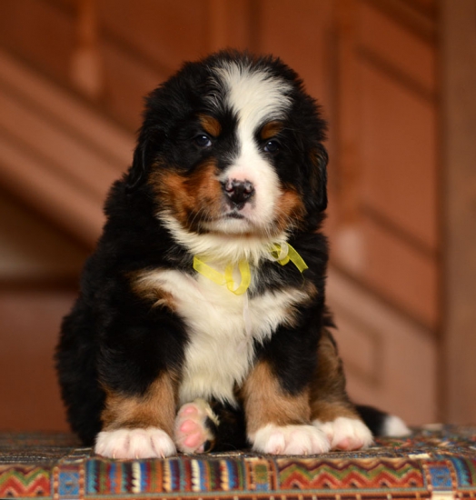 5 weeks1