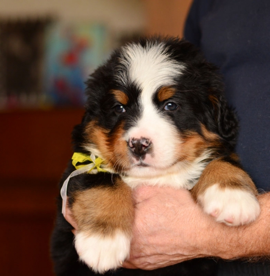 5 weeks8