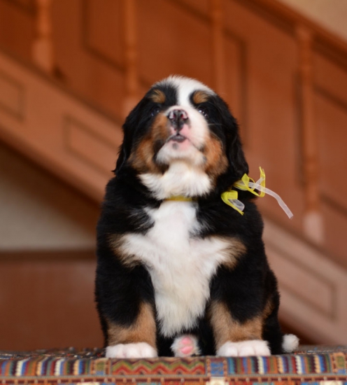 5 weeks 7
