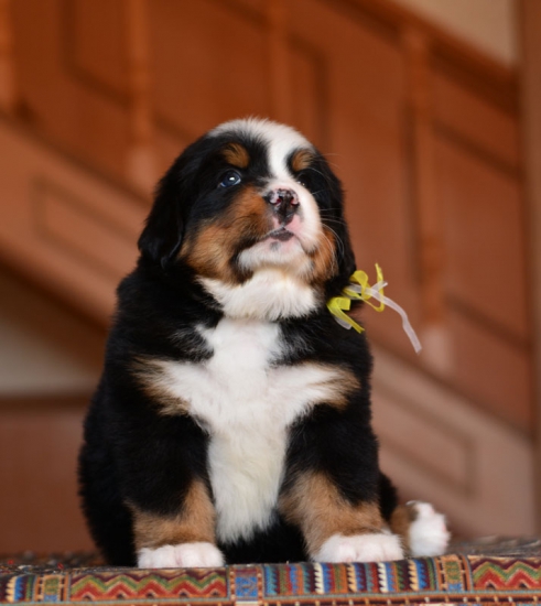 5 weeks 8