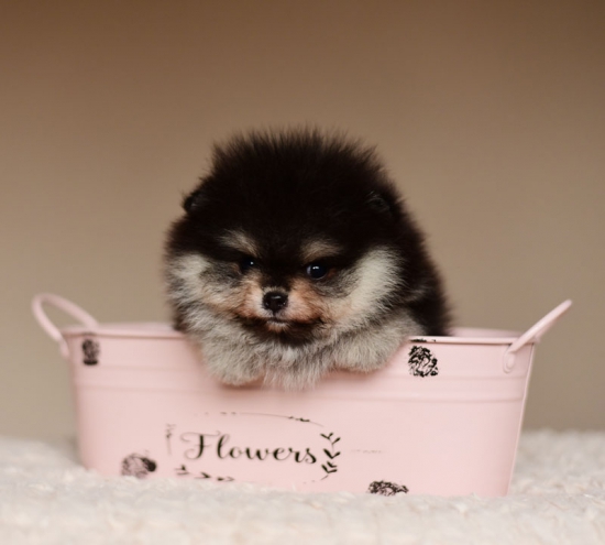 6 weeks 2
