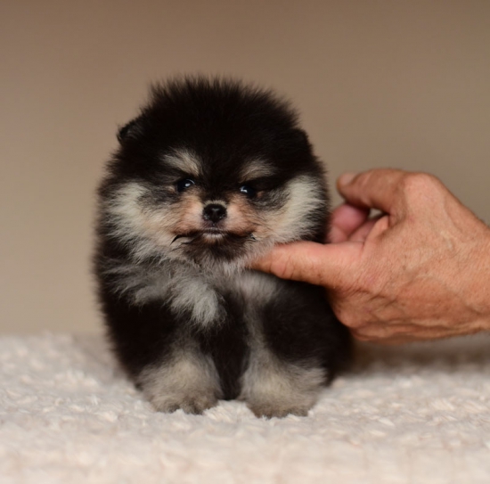 6 weeks 3