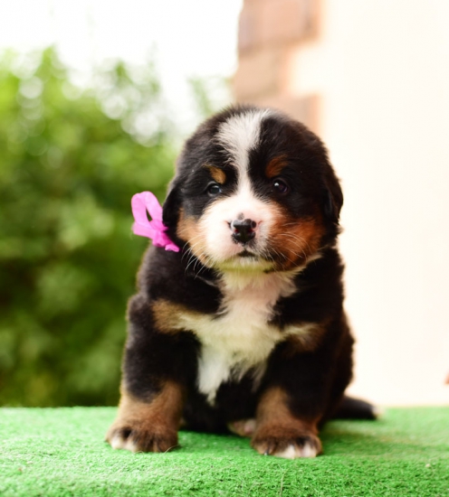 5 weeks 11